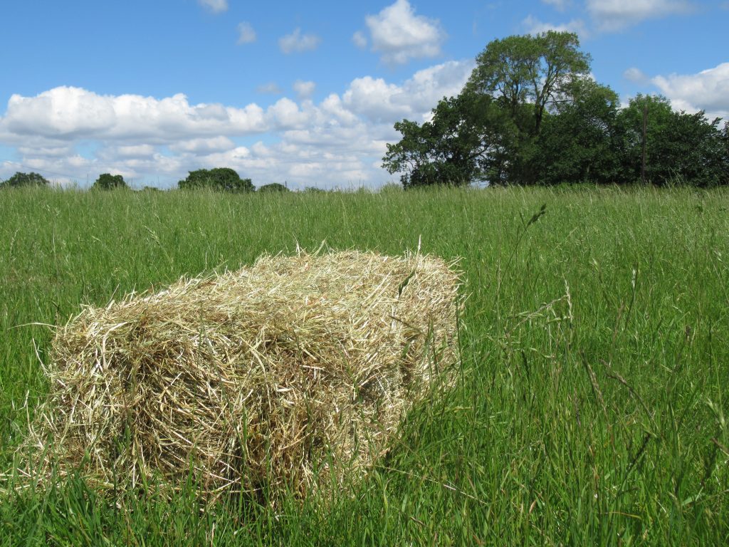 Hay | Simbed Horse Bedding